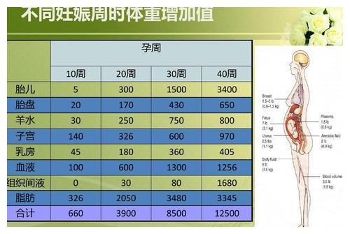 孕妇的体重一般从几个月开始增长 答案可能跟你想的不太一样 财经头条 孕妇的体重一般从几个月开始增长 答案可能跟你想的不太一样 财经头条