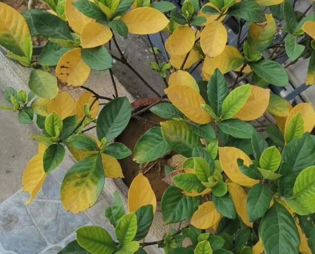 栀子花叶片发黄,不单只是水涝导致,还有这7大原因