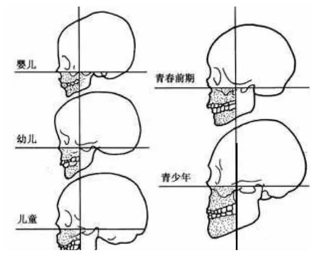 但下半脸就不一样了,它的发育会一直持续到青春后期至成年阶段.