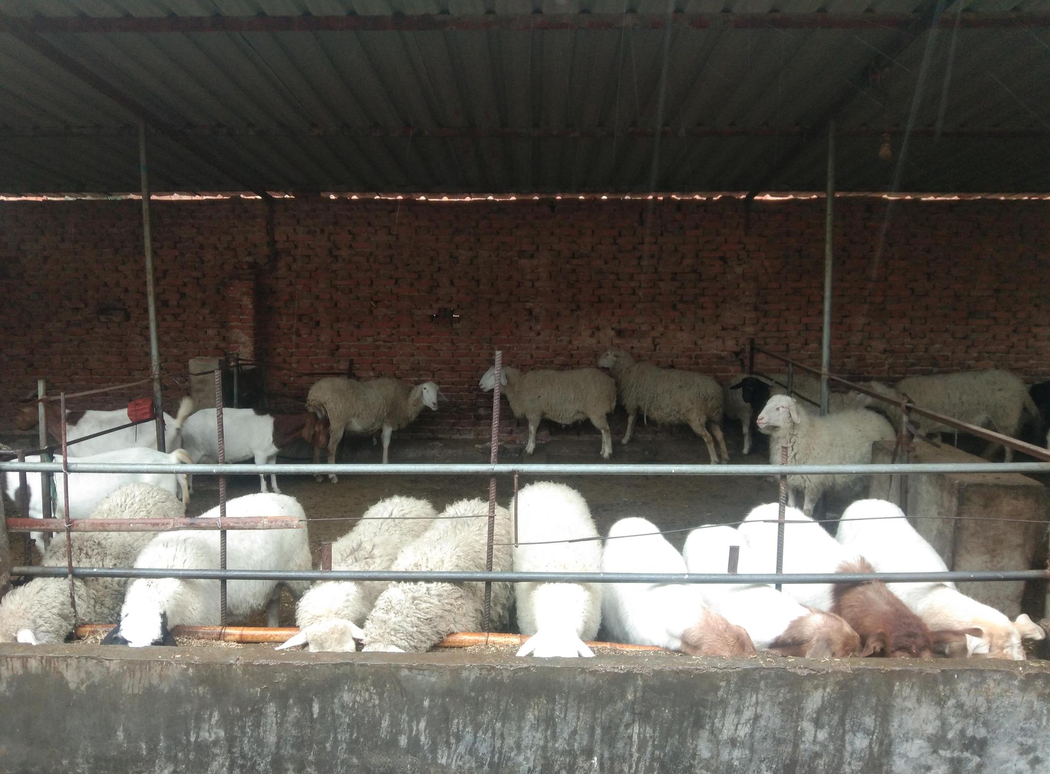 建设羊圈时,我用的这种材料,现在有点哑巴吃黄连的感觉了|彩钢瓦|羊圈