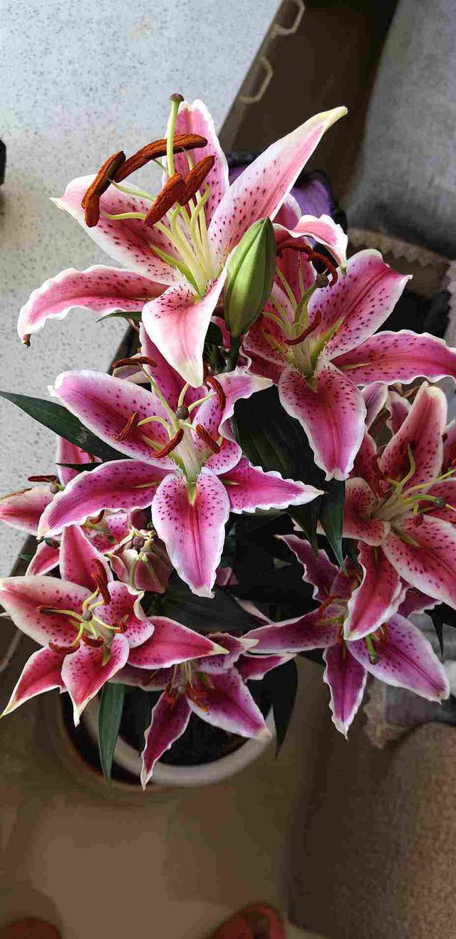 1种花名叫六出花 叶子像百合 花朵像杜鹃 真美