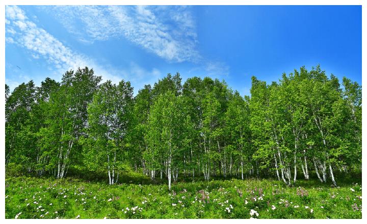 大兴安岭春景,漫山遍野的杜鹃惊艳整个春天,傲雪开放更让人神往