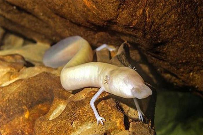 地球上进化到极致的生物,为生存身体已退化,比洞螈强多了!__财经头条