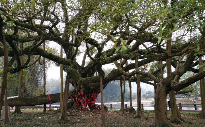 广东"最骄傲"的一棵树,生活了500多年,如今成鸟的天堂