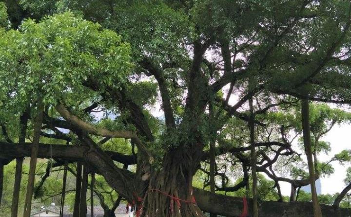 广东"最骄傲"的一棵树,生活了500多年,如今成鸟的天堂