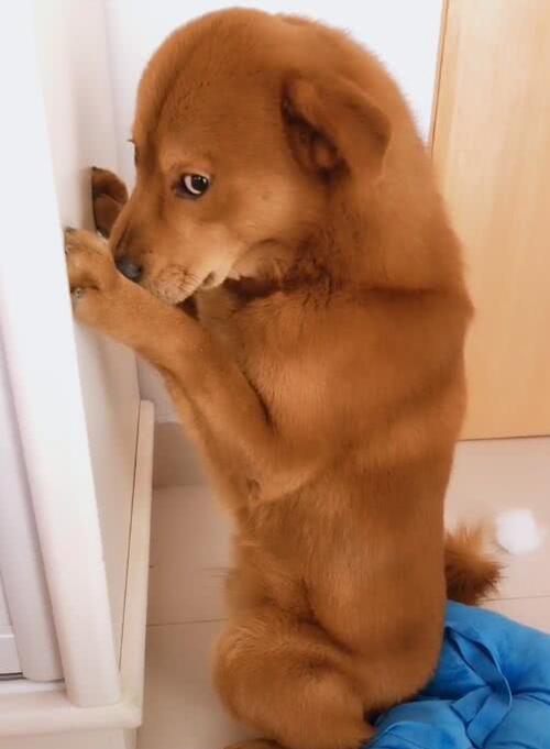 狗狗拆家被罚站,面壁思过时的眼神,让人笑喷|狗狗|命令|惩罚_新浪新闻