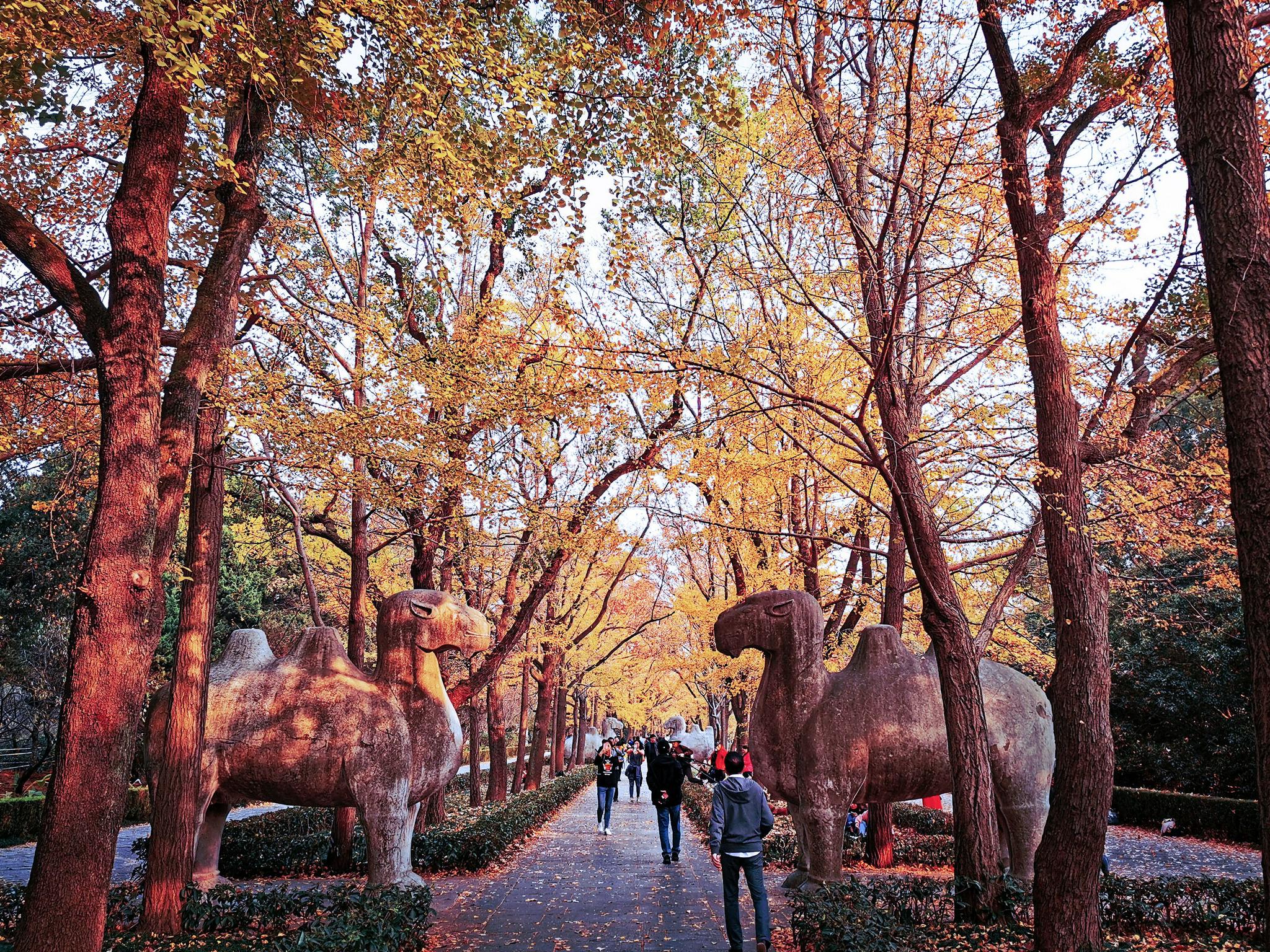 思窝爱旅行的涛哥:南京秋天最美600米神道,金陵明孝陵石象路|石象路