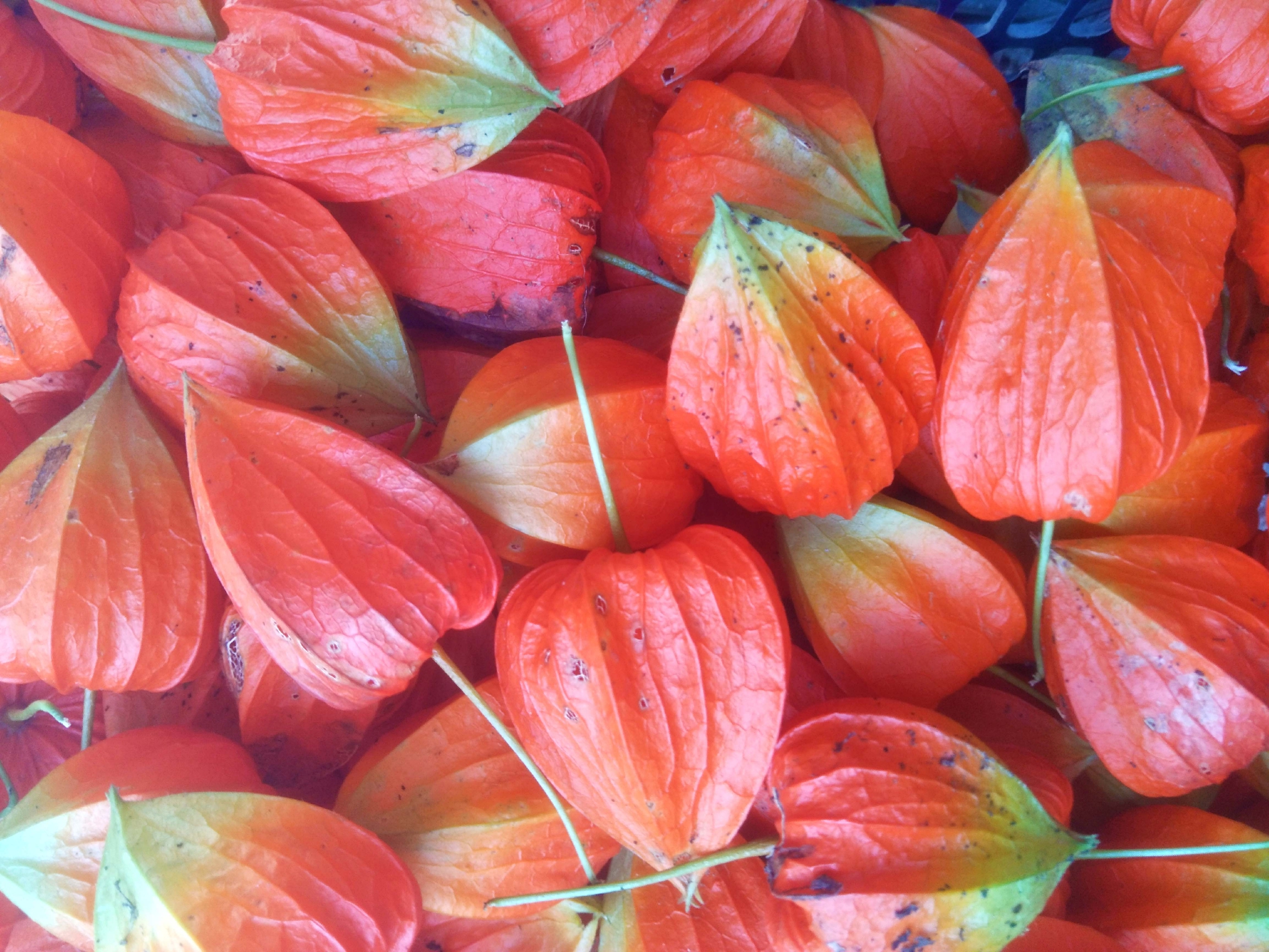 野生酸浆果原创拍摄