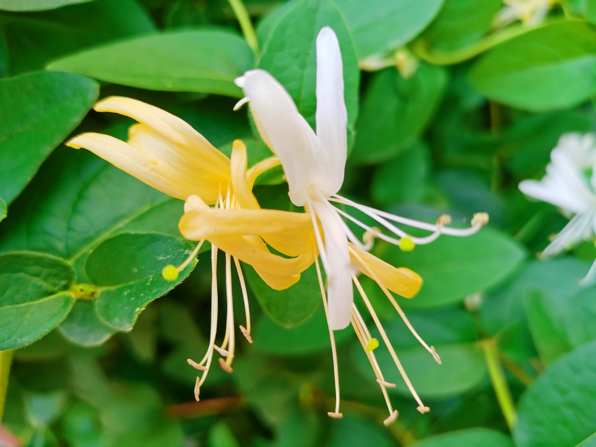 金银花原创拍摄