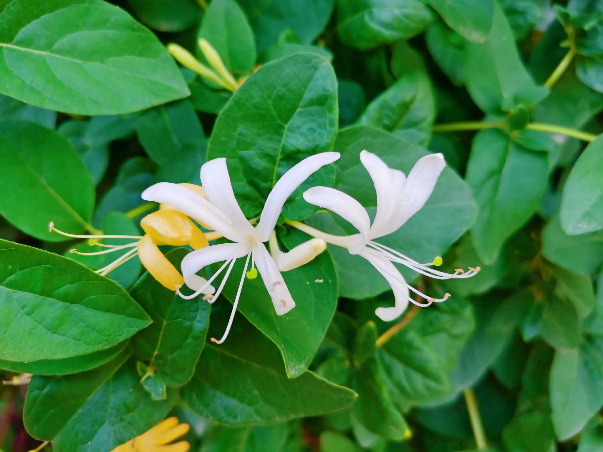 金银花,原创拍摄|金银花|原创|拍摄_新浪新闻