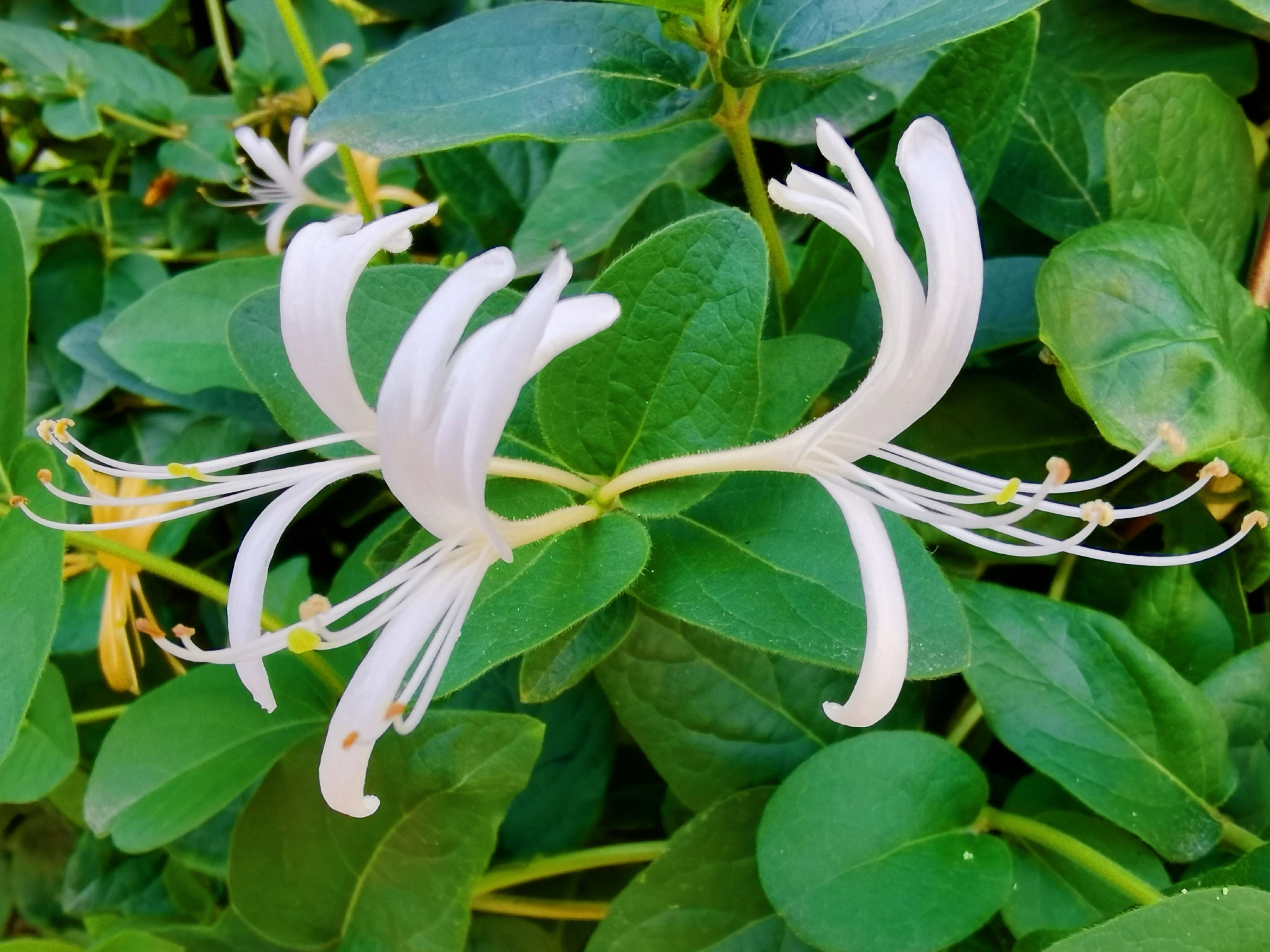 金银花原创拍摄