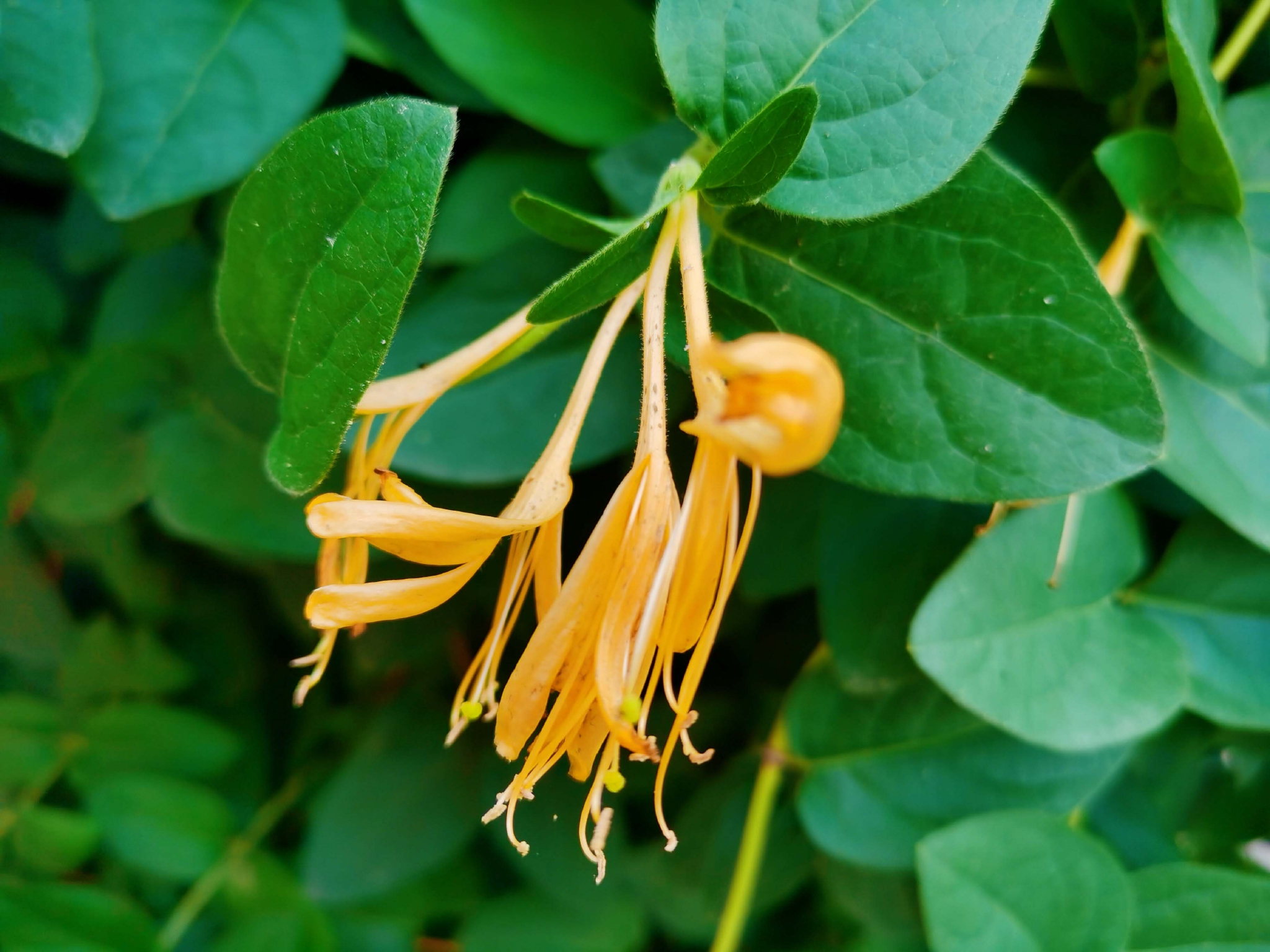 金银花原创拍摄