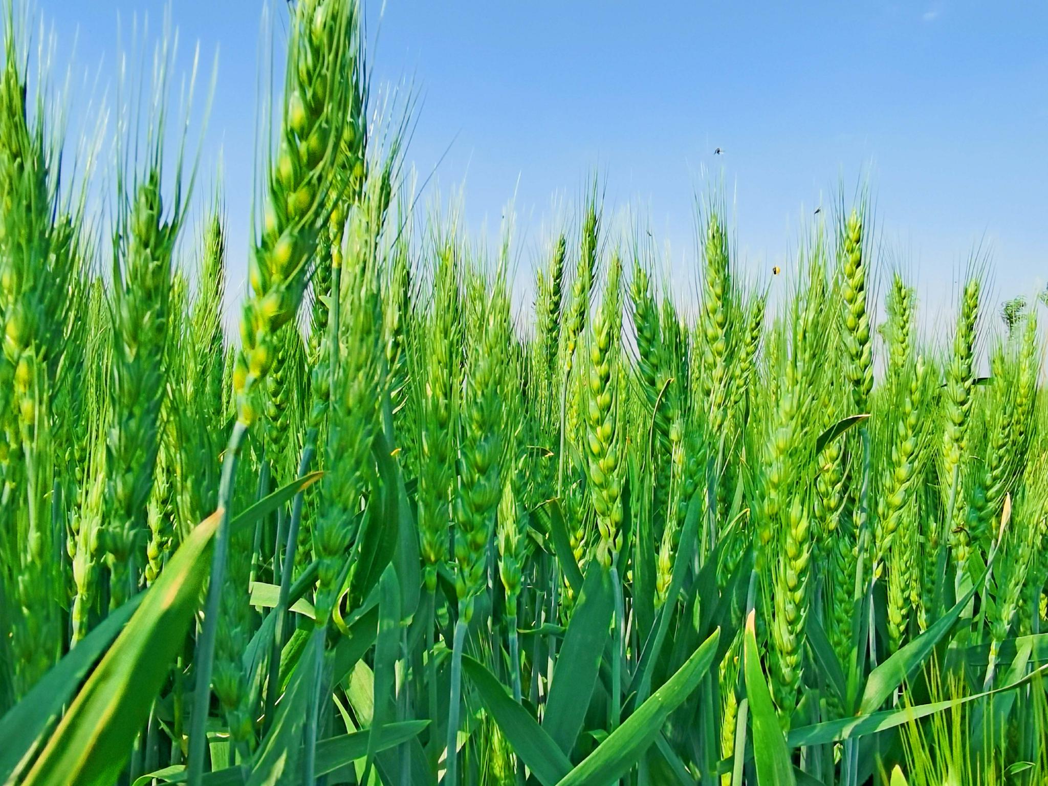 翠绿的麦子原创拍摄