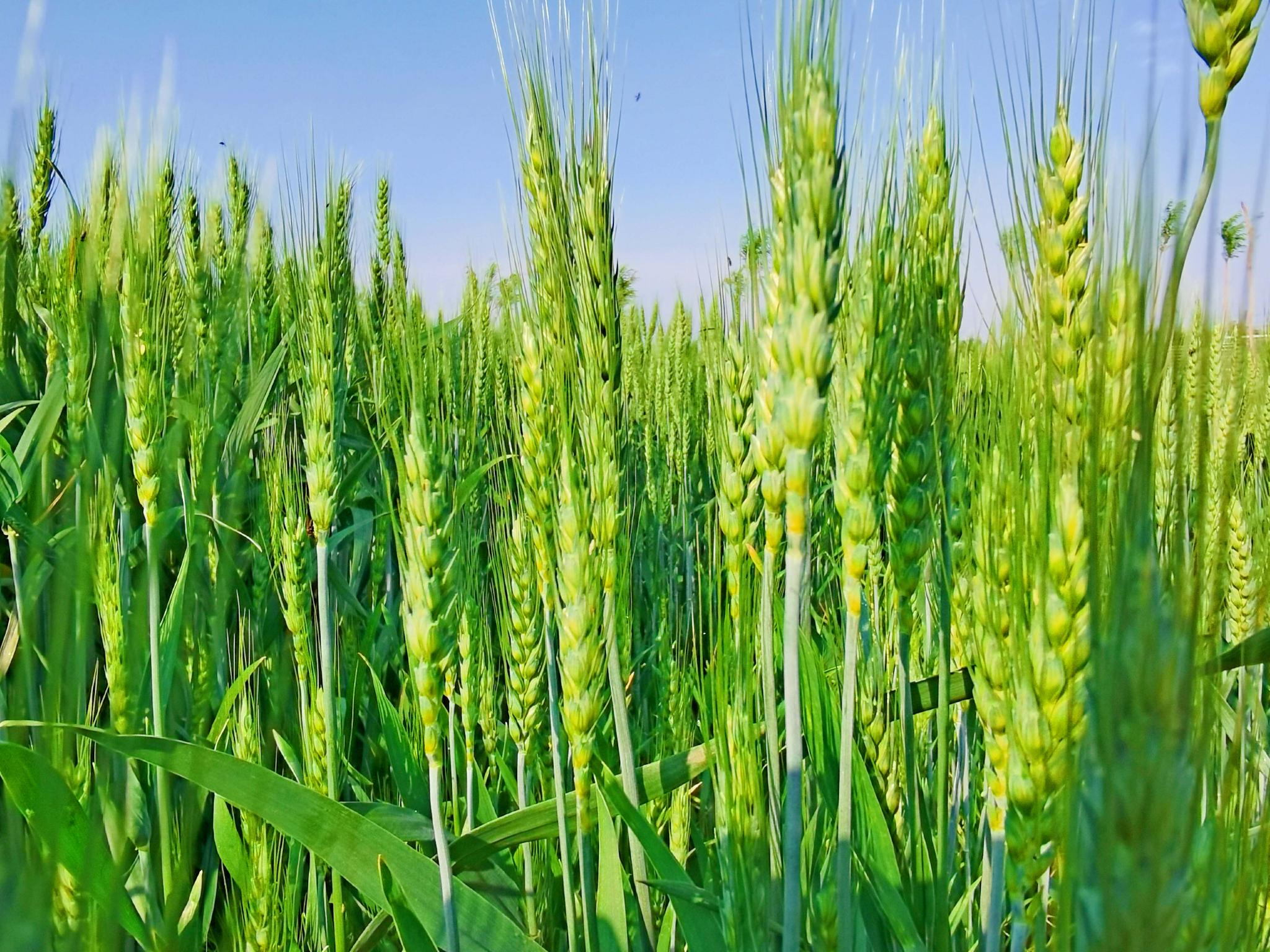 翠绿的麦子原创拍摄