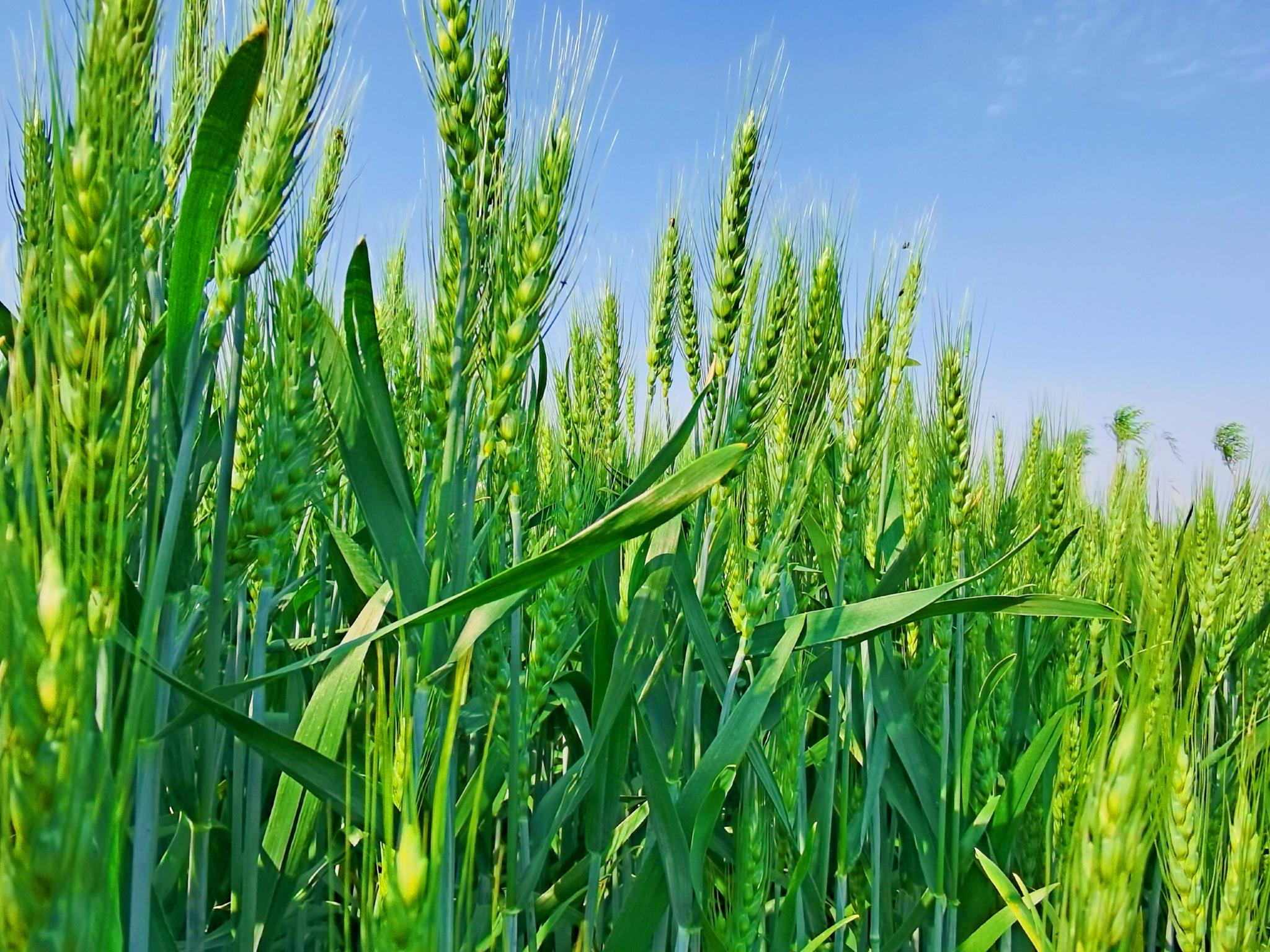 翠绿的麦子原创拍摄