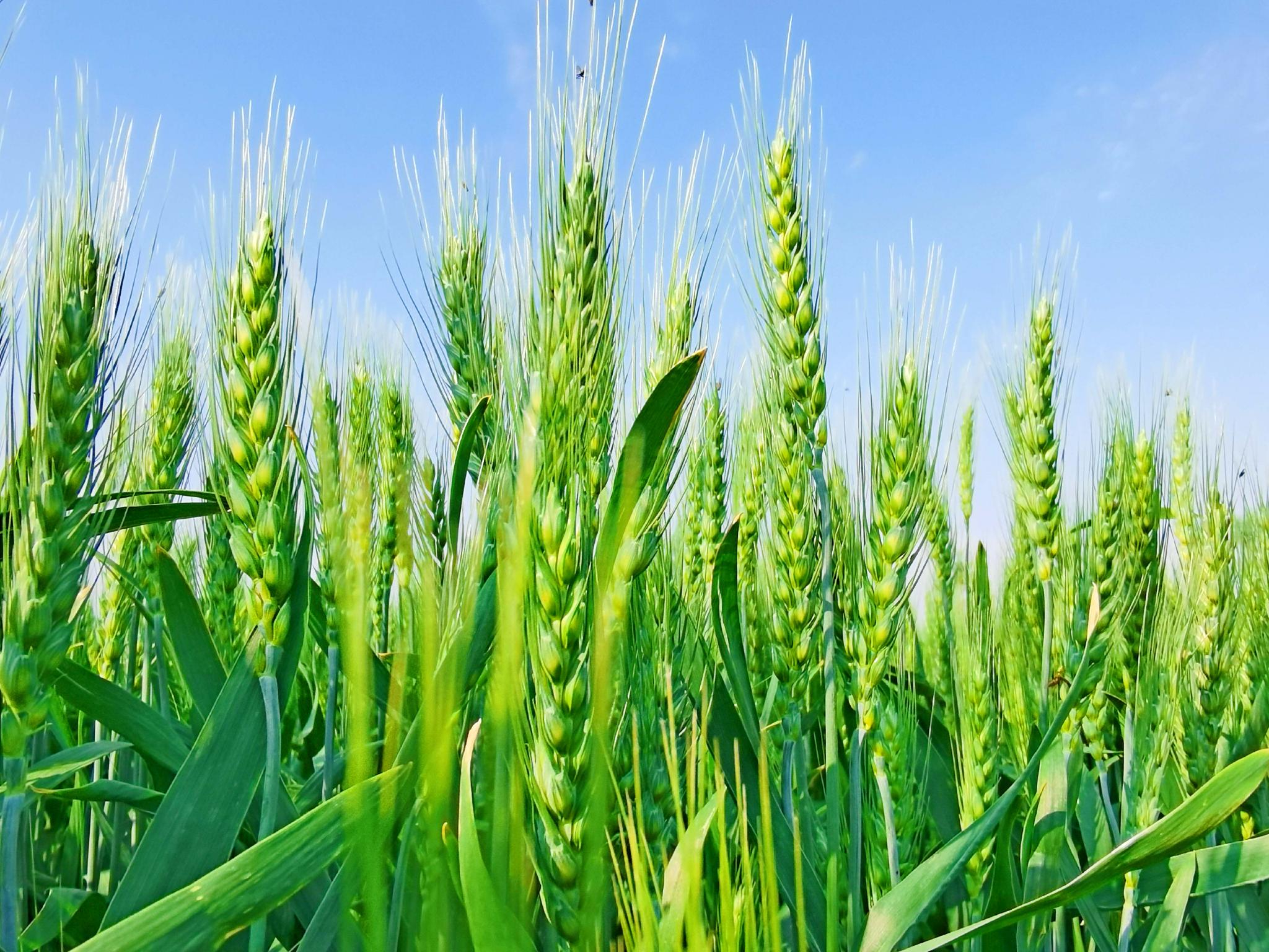 翠绿的麦子原创拍摄