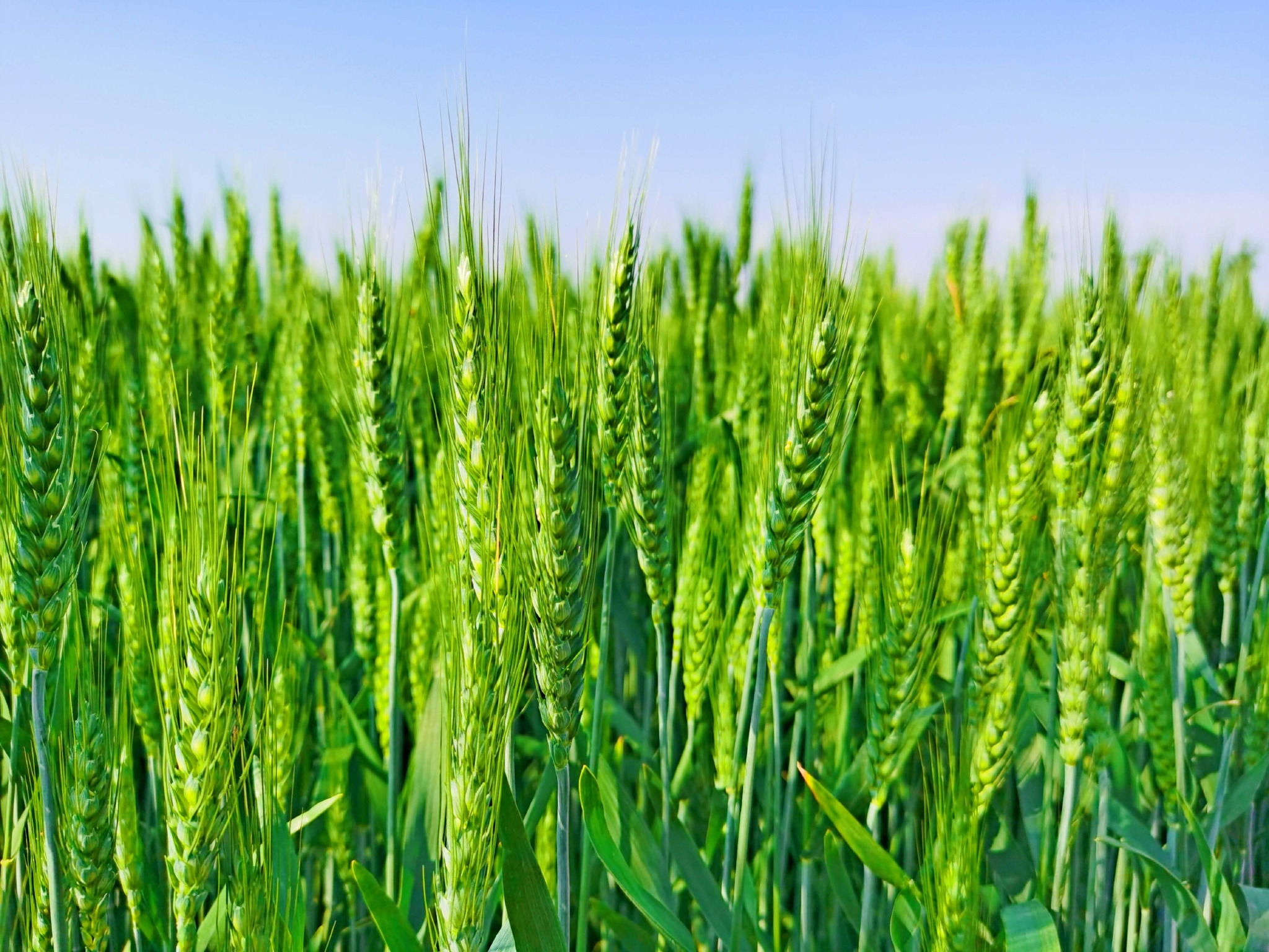 翠绿的麦子原创拍摄