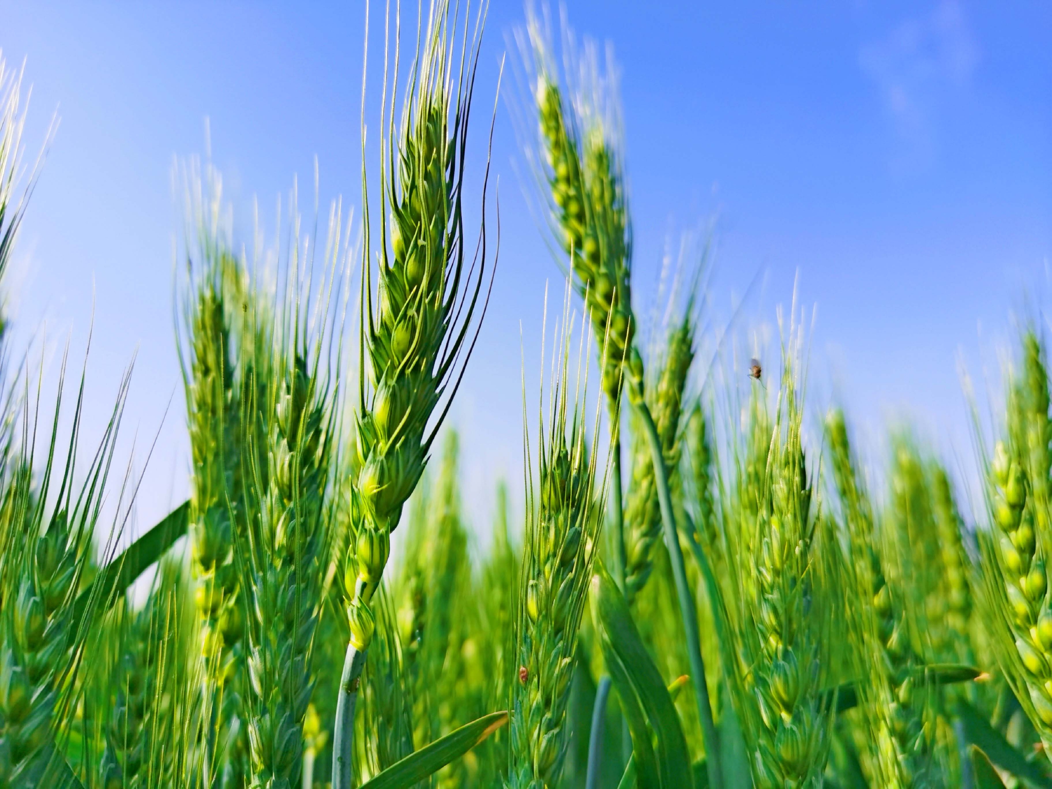 翠绿的麦子原创拍摄