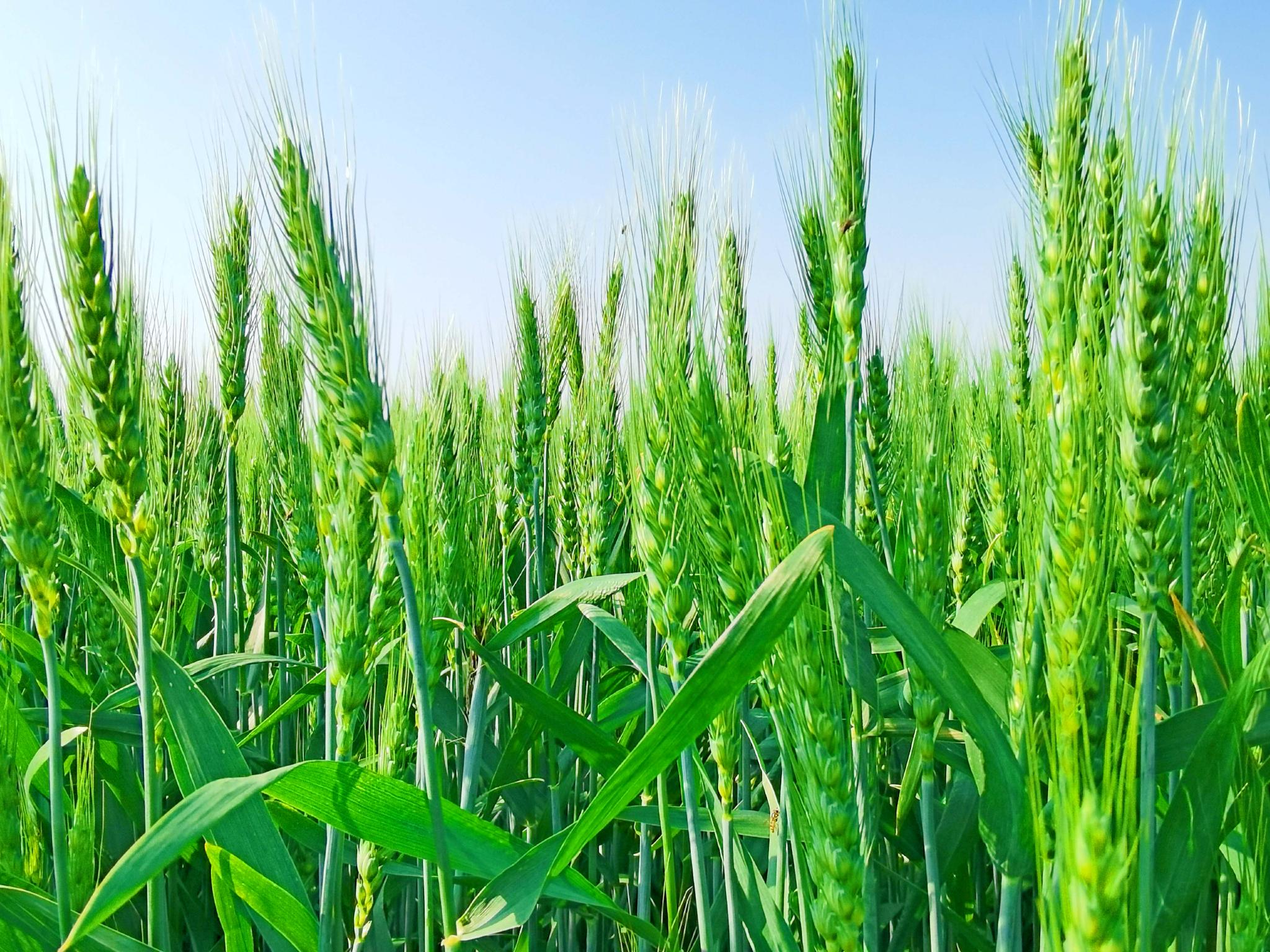 翠绿的麦子原创拍摄