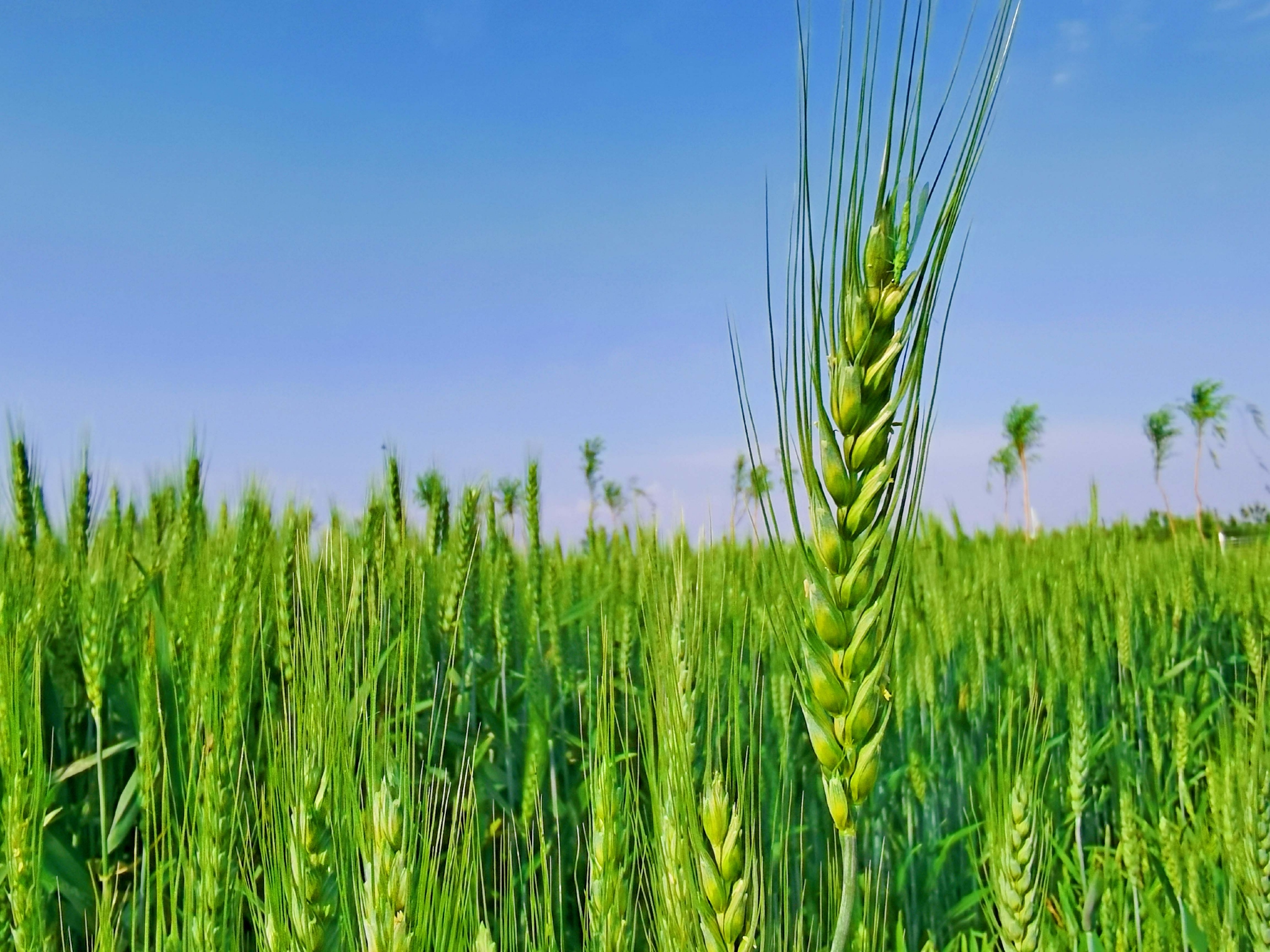 翠绿的麦子原创拍摄