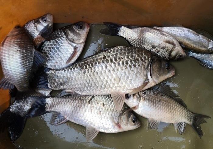 野钓鲫鱼酒米打窝虫饵作钓钓获满满一筐20条野生鲫鱼