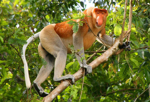 马来西亚的"大熊猫"长鼻猴,女生看了会害羞?