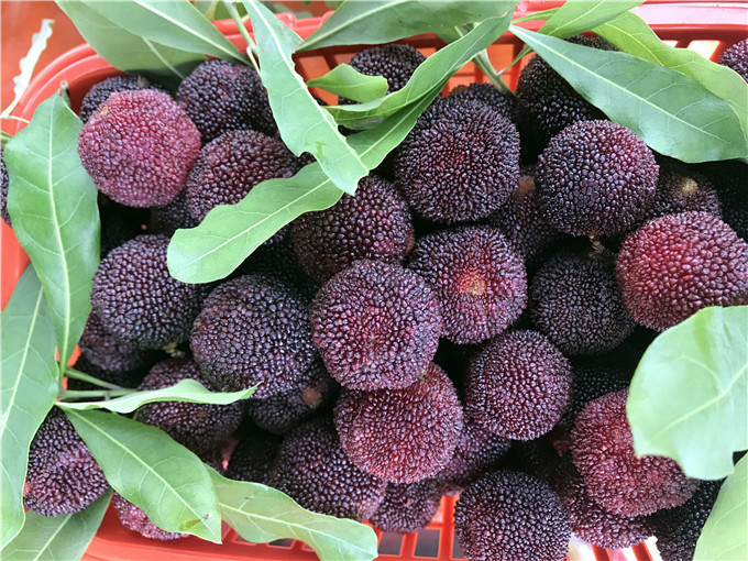 抢购广东始兴看了流口水吃着停不下来的杨梅,5斤包邮只要99元