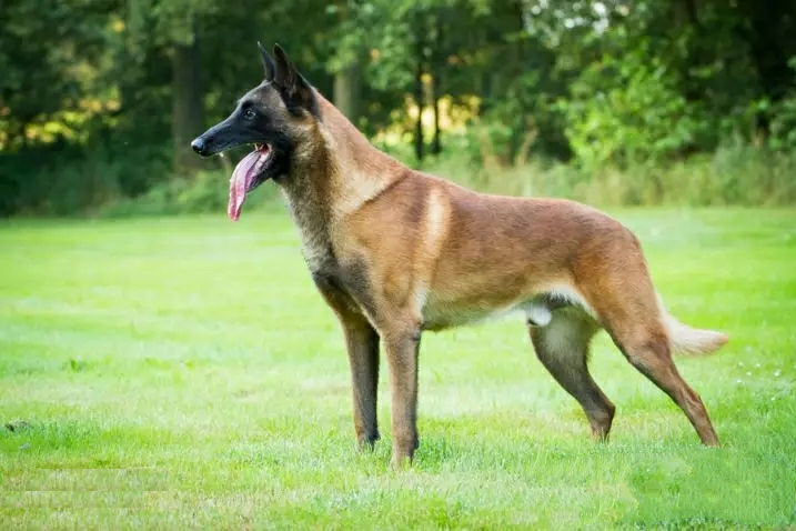 马犬备受世界各国军警方青睐这就是马犬的魅力所在