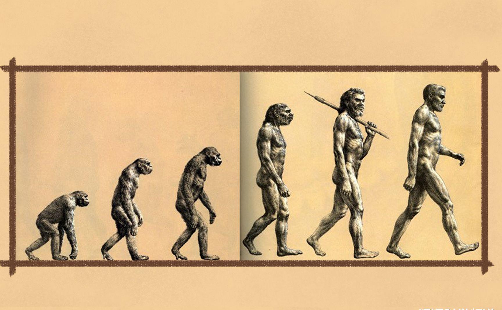 在这个进化的过程中,我们人类祖先经历了猿人类,原始人类,智人类,现代