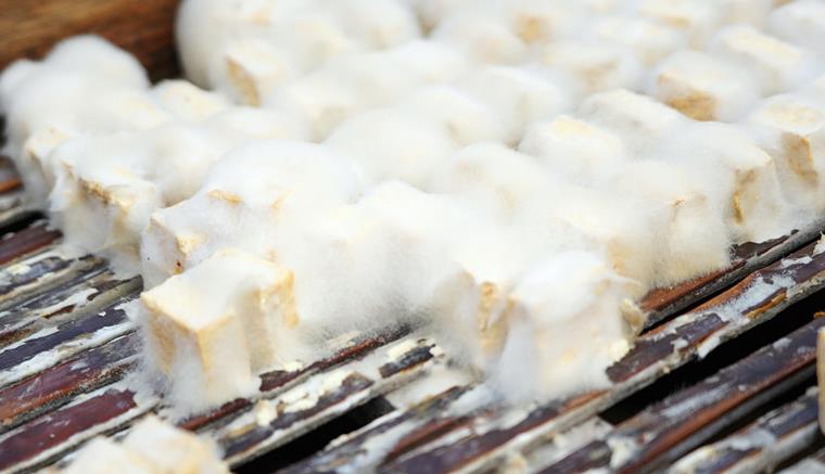 黄山特产毛豆腐,白毛越长越美味,看着吓人,口感却柔软嫩滑_高清图集