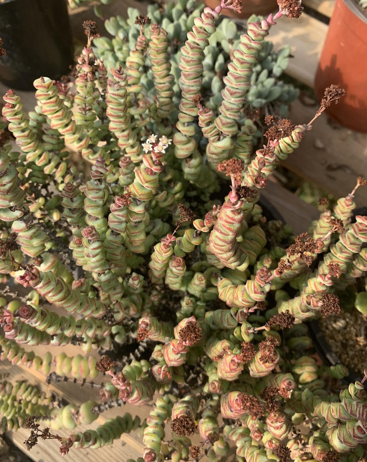 4年的大钱串长成小老桩花盆都长不开了年年开小白花