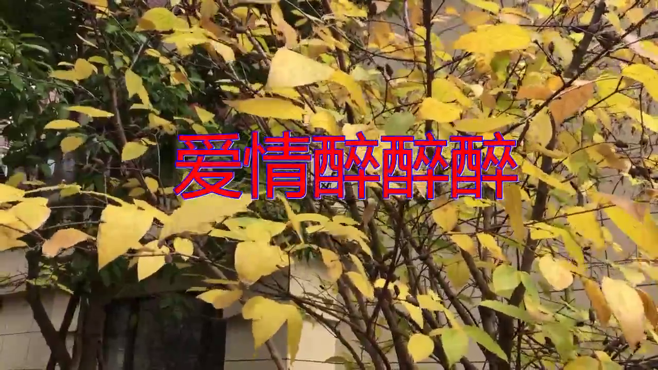 郭力的一首《爱情醉醉醉》,动听的旋律,完美无瑕