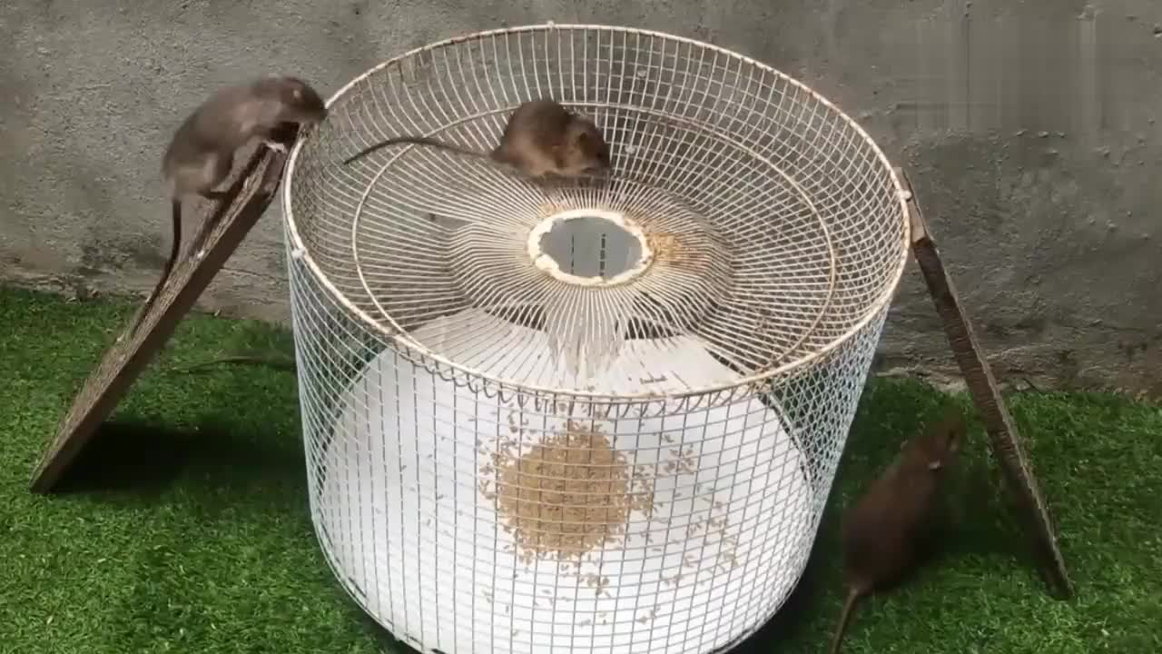 用废弃的风扇罩制作捕鼠陷阱一晚上能抓好多老鼠