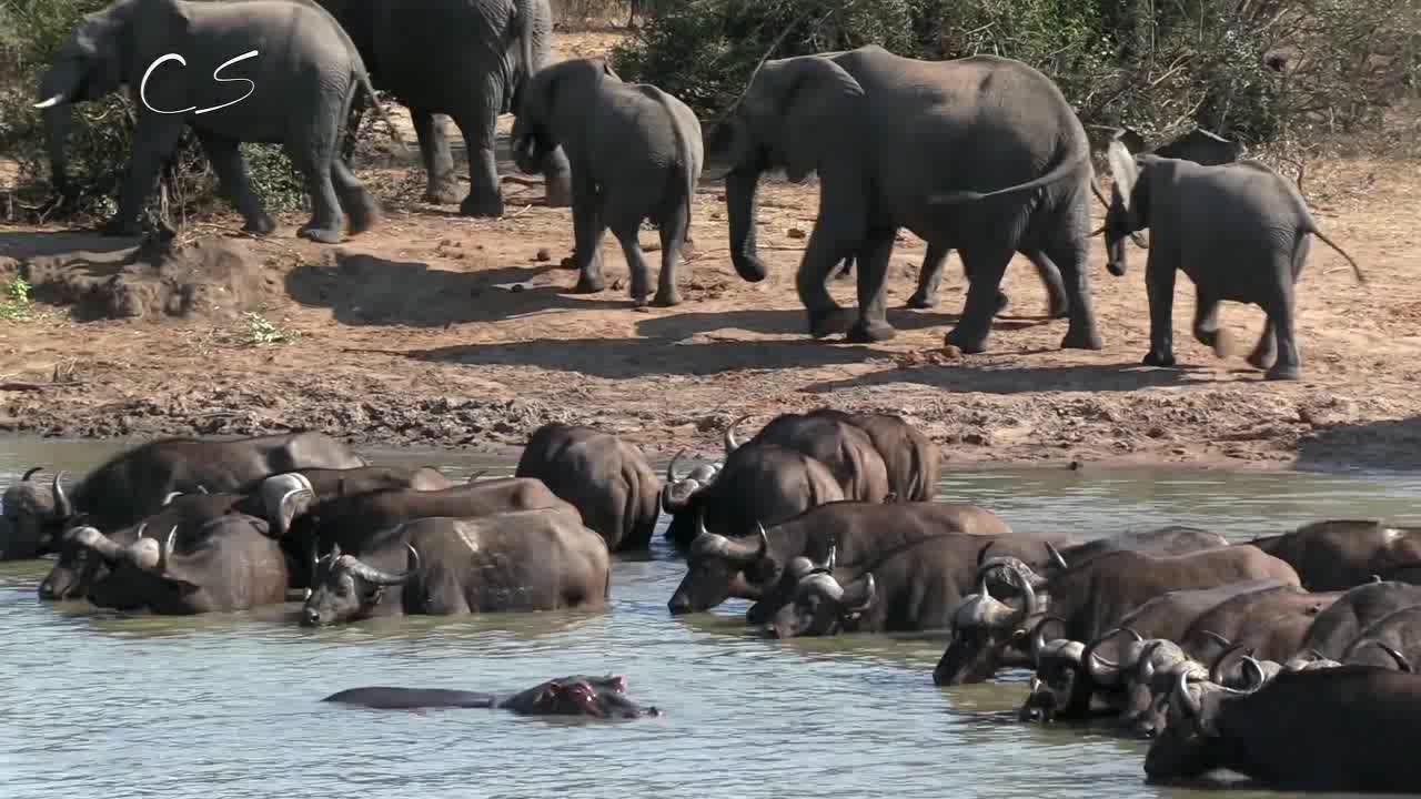 霸气侧漏的河马,单刀直入,愤怒的迎战上百头水牛!