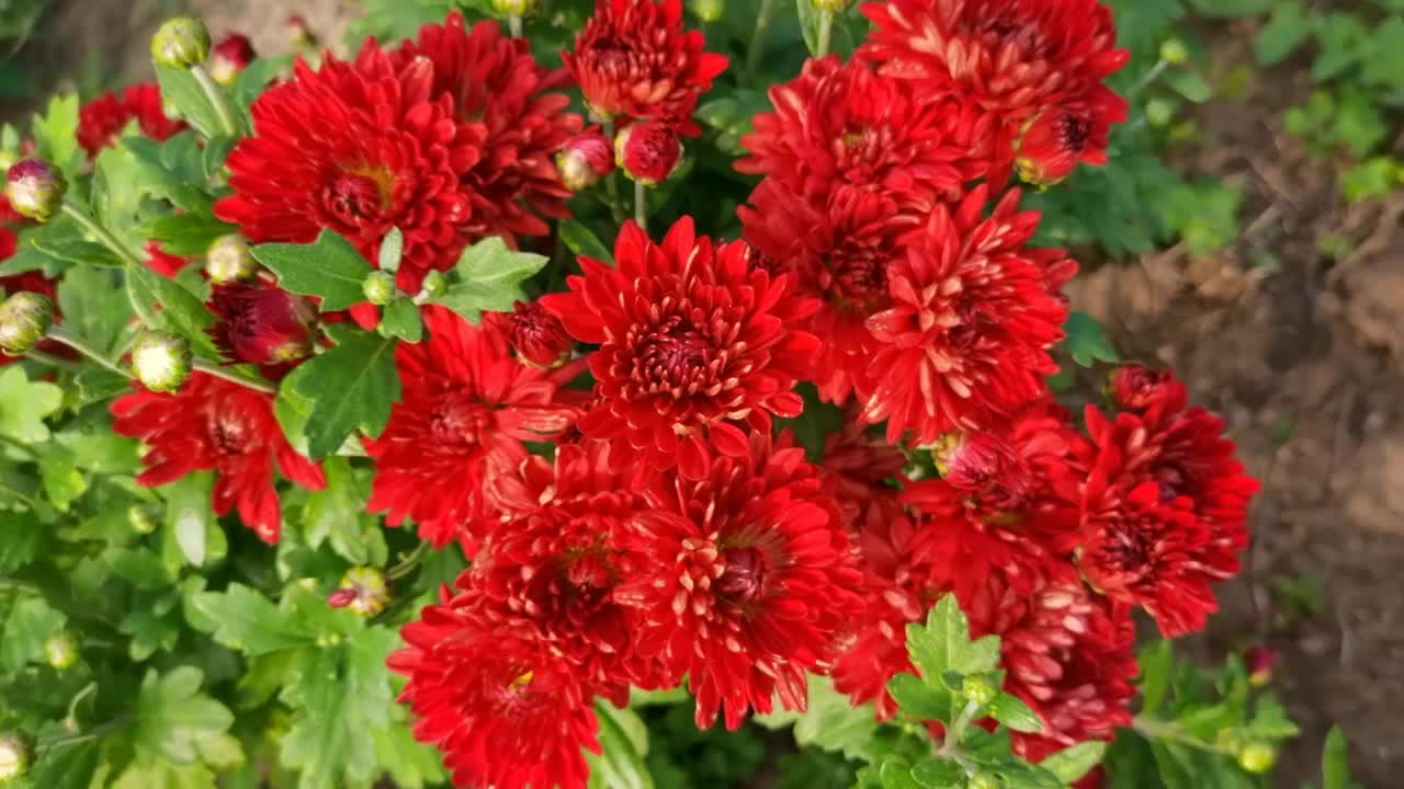 红色的雏菊花,原创视频