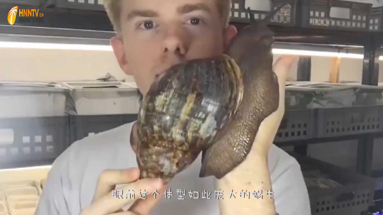 "田园杀手"非洲蜗牛有多可怕?壁虎被吞下一个头,镜头记录全程