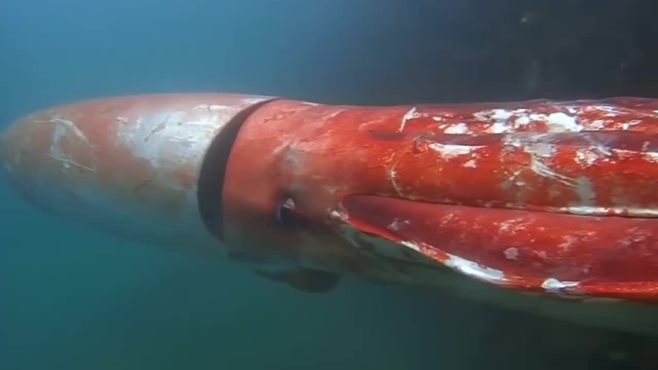 地球上"最大鱿鱼"被发现,体长超国20米,唯一天敌就是抹香鲸