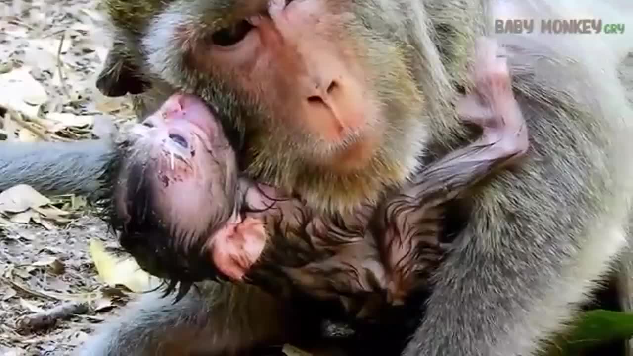 非洲人吃猴子纪录片图片