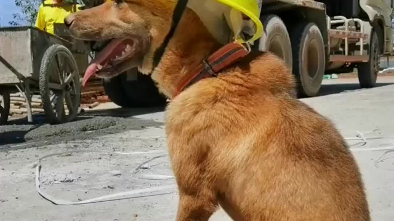 这年头连狗子也不容易得上工地干活去