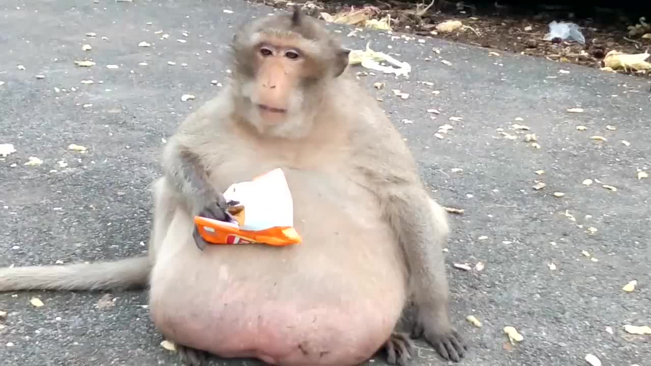 游客不断给猴子投食结果猴子胖成猪