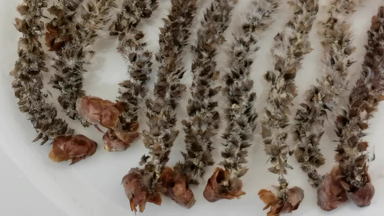 杨树种子原创视频