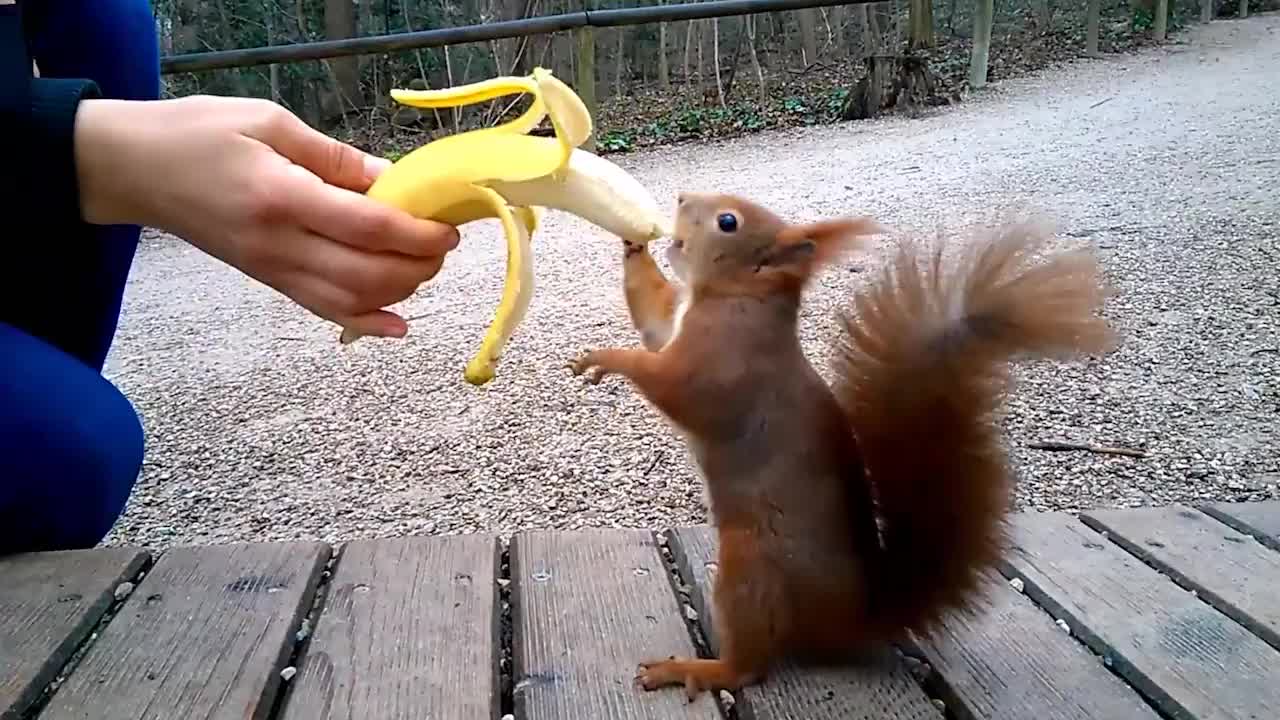 游客用香蕉诱惑松鼠几秒后出现了搞笑的画面镜头记录全过程