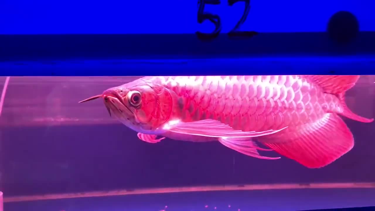 超级红龙鱼还是挺活跃的