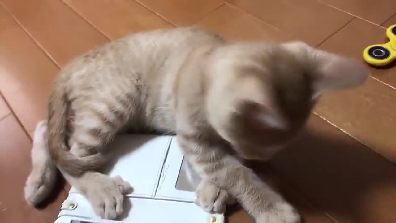 猫咪看到手机里的七星瓢虫急得团团转本喵一定要把你逮住