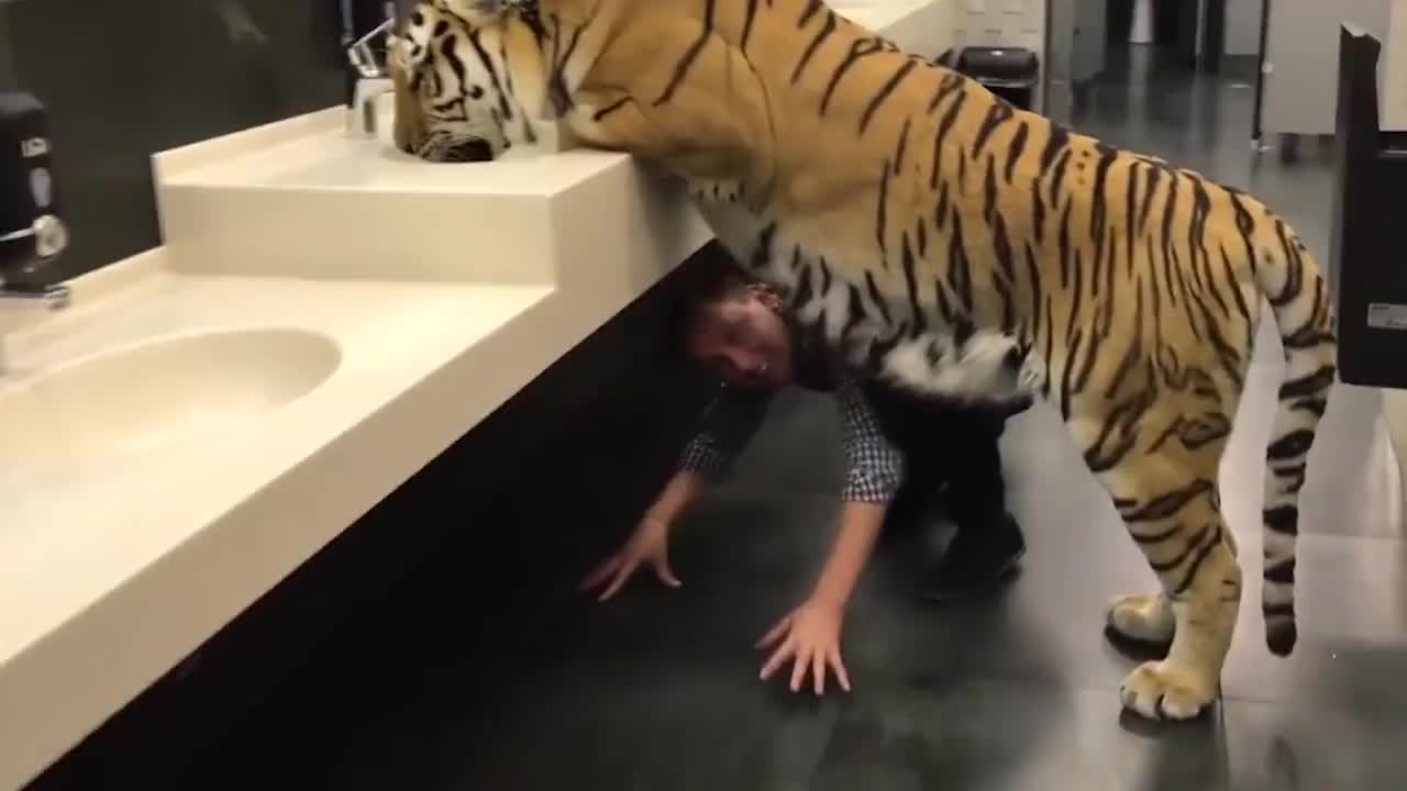 老虎正在洗手间喝水，一转头和男子来个对视，下一秒千万憋住别笑