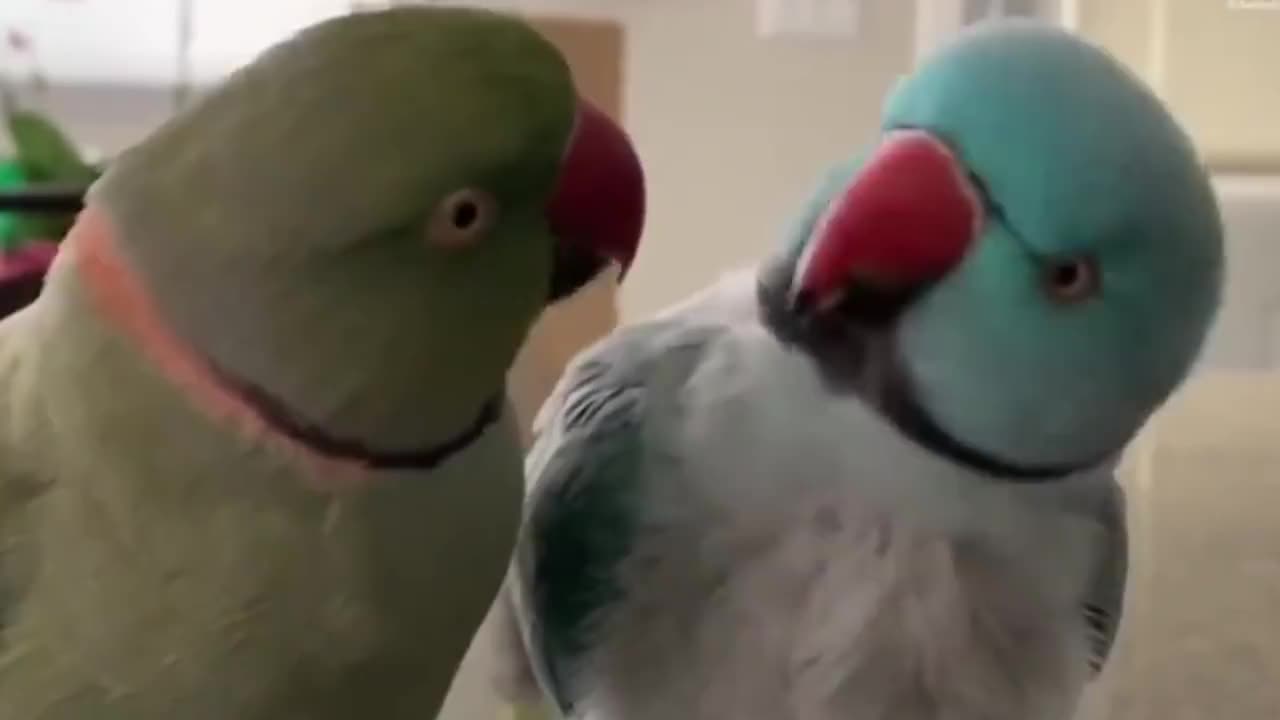 两只鹦鹉在聊天，主人听清楚后，差点笑出猪叫声！