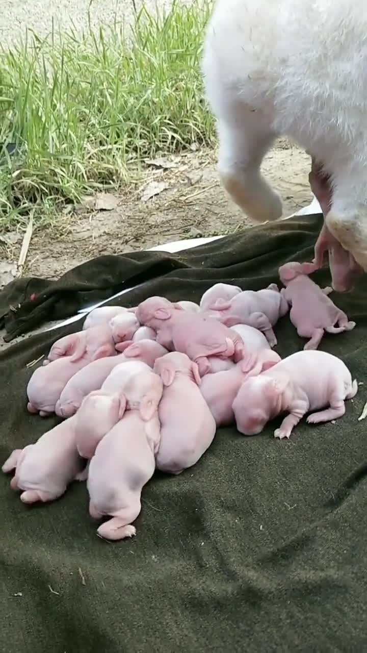 大兔子下崽了哦!这些小家伙真的是太可爱了啊!