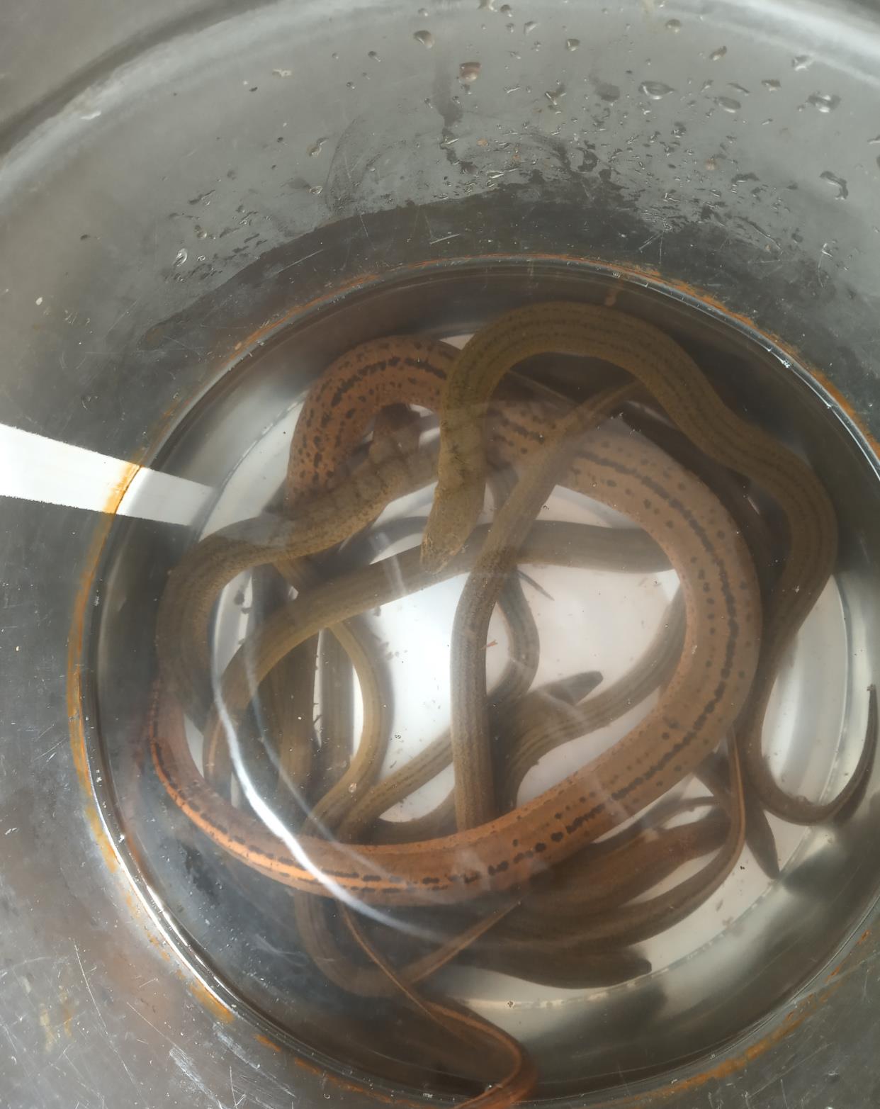 老挝的鳝鱼一条能够长到30斤以上,适合引进到中国这边养殖吗?