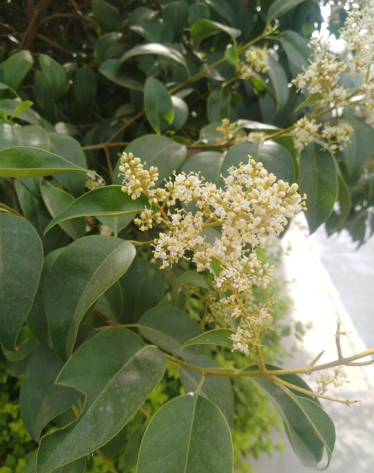 关于大规模栽培蜜粉源植物饲养蜜蜂可行性研究之大叶女贞