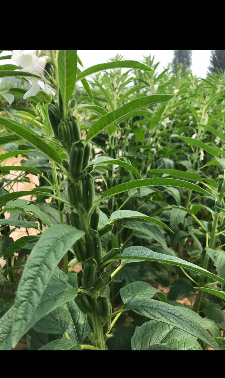 芝麻油,芝麻酱的来历,图解告诉你芝麻真实的一生_高清图集_新浪网